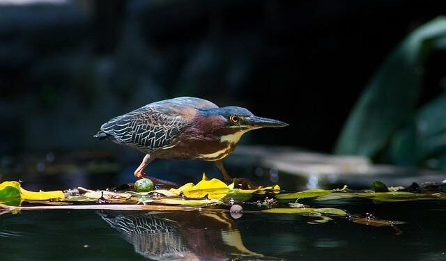 El Salvador to accept US deportees of any nationality, as well as imprisoned Americans, in unprecedented deal – WKOW