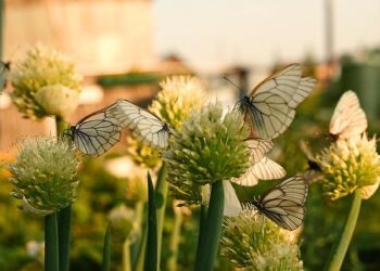 The US Invasion That Worked: Why the Dominican Republic Isn’t Cuba – American Enterprise Institute