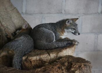 Honduras Threatens US Military Bases Over Trump’s Mass Deportations – Newsweek