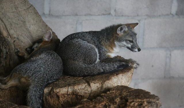 Honduras Threatens US Military Bases Over Trump’s Mass Deportations – Newsweek