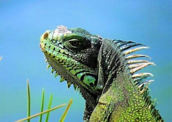 Guadeloupe Maps & Facts – Worldatlas.com