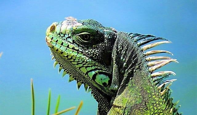 Guadeloupe Maps & Facts – Worldatlas.com