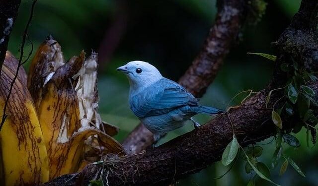 Costa Rica vs USA: Miguel Herrera’s Debut Match Preview in Orlando Friendly – The Tico Times