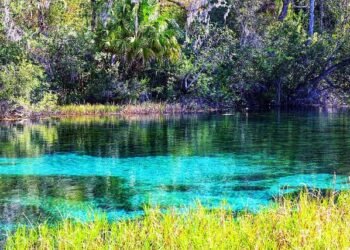 Best zoos in Florida: This one earns a ‘top 10’ spot in America, report says – FOX 35 Orlando