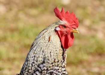 Mountain chicken conservation – ZSL