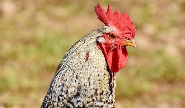 Mountain chicken conservation – ZSL