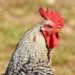 Mountain chicken conservation – ZSL