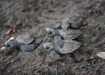 Costa Rica Receives First Flight of Trump Deportees From Faraway Countries – The New York Times