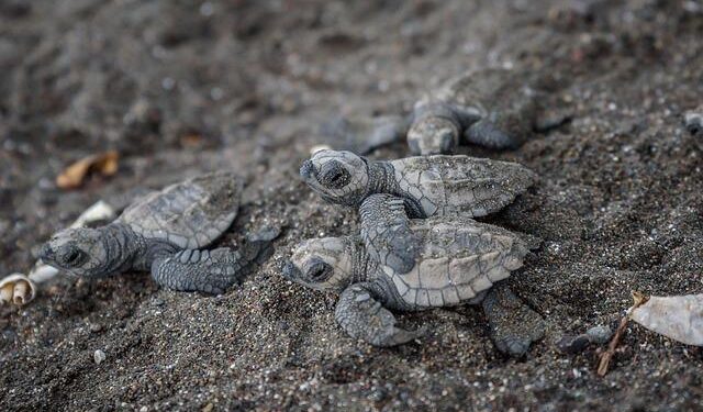 Costa Rica Receives First Flight of Trump Deportees From Faraway Countries – The New York Times