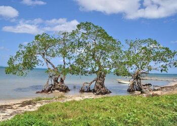 Honduras Moves to Extradite Man Accused of Killing Iowa Woman – The New York Times