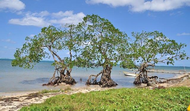 Honduras Moves to Extradite Man Accused of Killing Iowa Woman – The New York Times