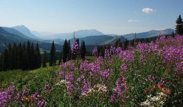 Colorado Rapids midfielder Djordje Mihailovic called up to U.S. Men’s Olympic Team for 2024 Olympic Games in Paris – Colorado Rapids