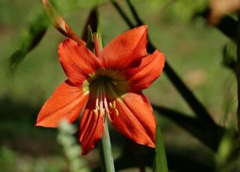 Why French Guiana is fool’s gold for Cuban asylum seekers – The New Humanitarian