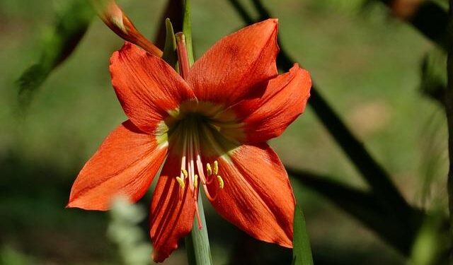 Why French Guiana is fool’s gold for Cuban asylum seekers – The New Humanitarian