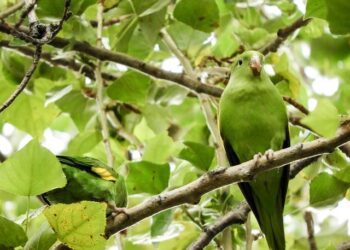 The must watch Bolivian players who could Play in CONMEBOL Copa América™ – copaamerica.com