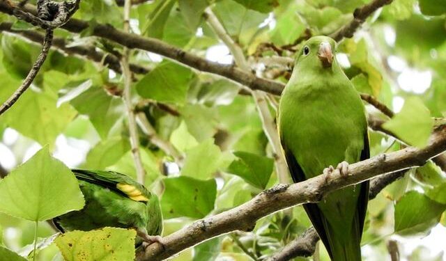The must watch Bolivian players who could Play in CONMEBOL Copa América™ – copaamerica.com