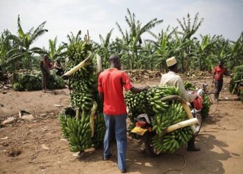 USDA Trade Mission to Expand Exports in Guatemala, Central America – USEmbassy.gov