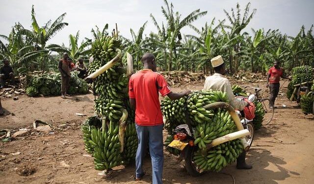 USDA Trade Mission to Expand Exports in Guatemala, Central America – USEmbassy.gov