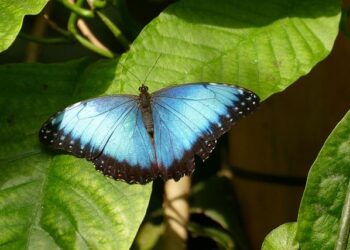 At 26, I set off on a yearlong adventure to South America. It’s been 6 years, and I have no plans to leave. – Business Insider