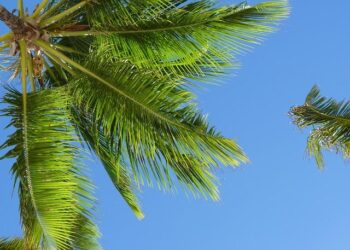 Caribbean leaders push back on U.S. travel-ban threats, ask Washington for clarity – Miami Herald