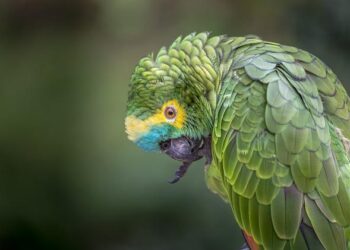 Why Puerto Rico has debated U.S. statehood since its colonization – National Geographic