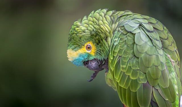 Why Puerto Rico has debated U.S. statehood since its colonization – National Geographic