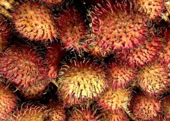 Go Inside the Archives of the Historic Martinique New York – Untapped New York