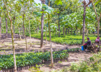 USDA to Lead March Trade Mission to Guatemala