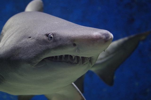 Understanding Shark behavior: Safety Tips for Beachgoers