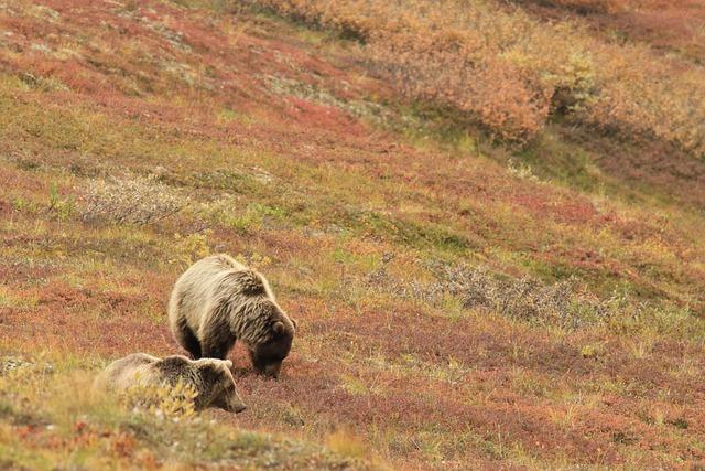 Challenges Faced by Electors from Alaska