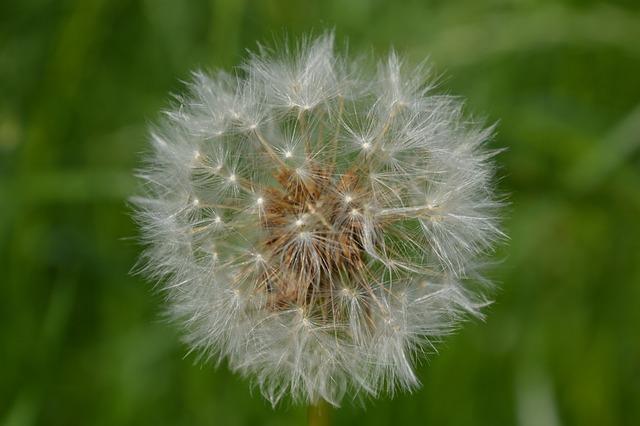 community Response: Tensions Rise Between Sect Members and Local Residents