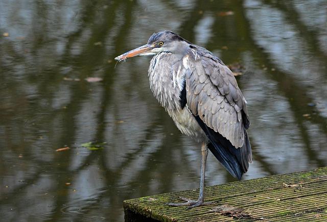 Future of the Canal: Potential Restoration Efforts and Environmental Monitoring