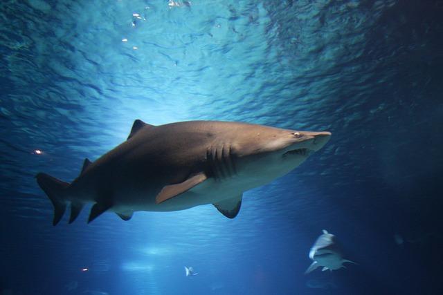 Understanding Shark Behavior: Factors Contributing to Attacks