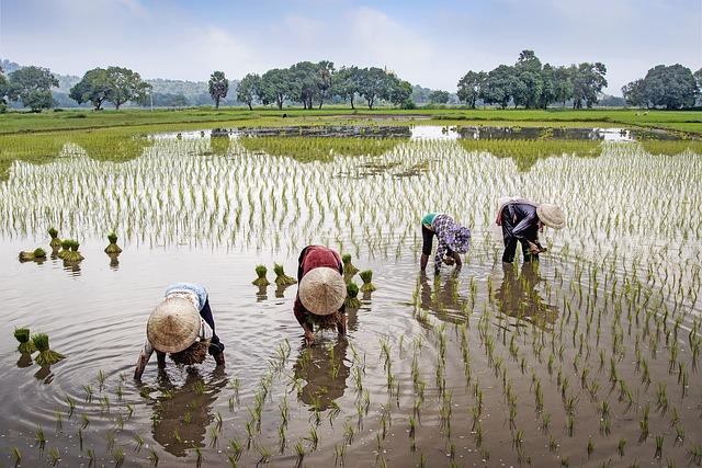 Local Farmers' Perspectives on Production and pricing