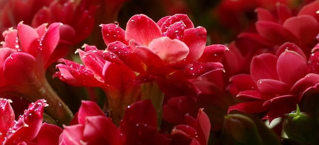 Expert Recommendations for Support and Integration of Rescued minors