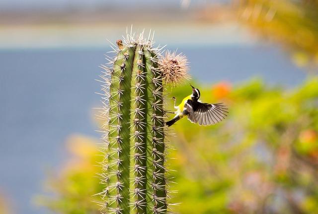 Airline Options for Direct Flights to Bonaire from North America