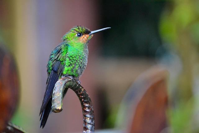 Key Features of Costa Rica's Green Taxonomy and its Global Implications