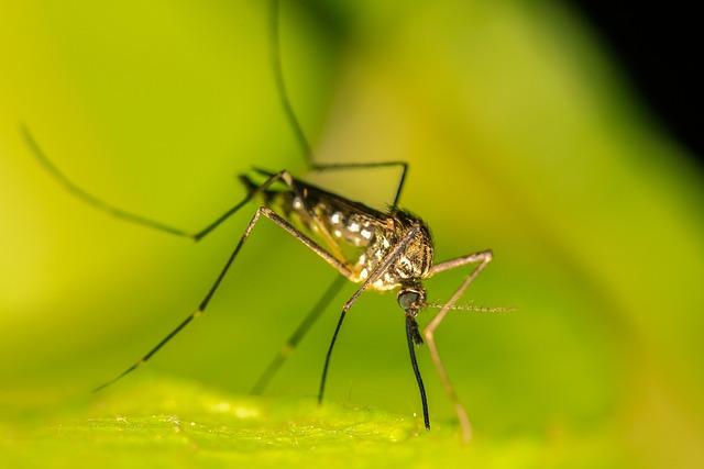 prevention Strategies: Effective Measures to Combat mosquito-Borne‍ Illnesses