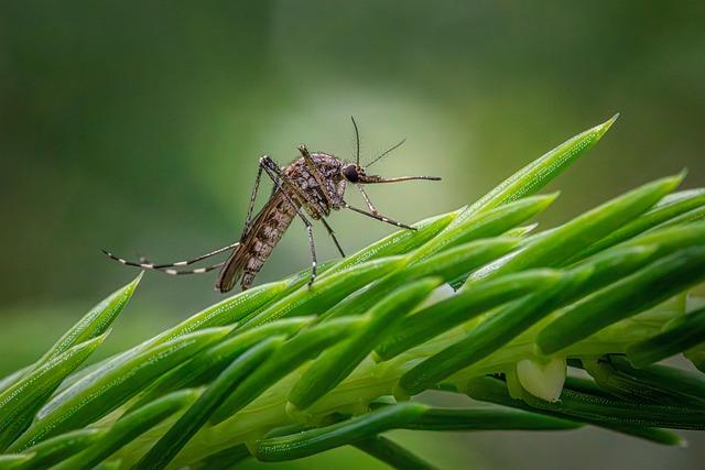 Future ⁢Outlook: Trends ‍and Research​ in ​Mosquito Control and Surveillance