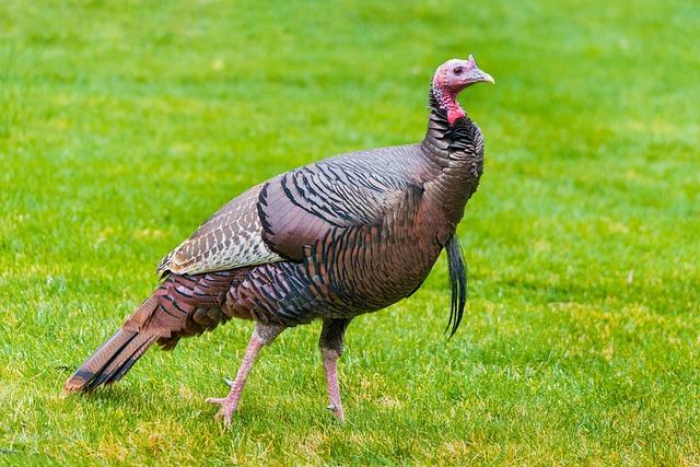 the Logistics Behind Airdropping Turkeys in alaska