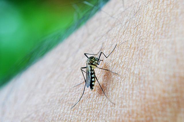 Understanding the Factors Contributing to ​the Increased Incidence ⁤of Dengue