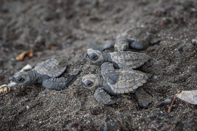 Costa Rica Launches Groundbreaking Green Taxonomy in Latin America