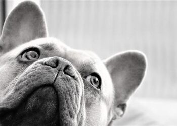 ‘Float like a butterfly’ – ‘Devil’s Island’ nation French Guiana seeks concession for main airport – CAPA – Centre for Aviation