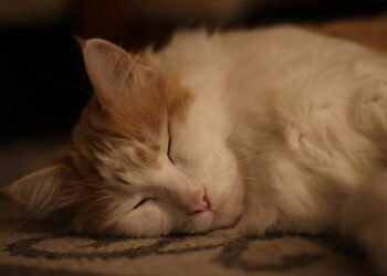 Jonathan Lehrer: Two Americans charged in death of Canadian entrepreneur – BBC