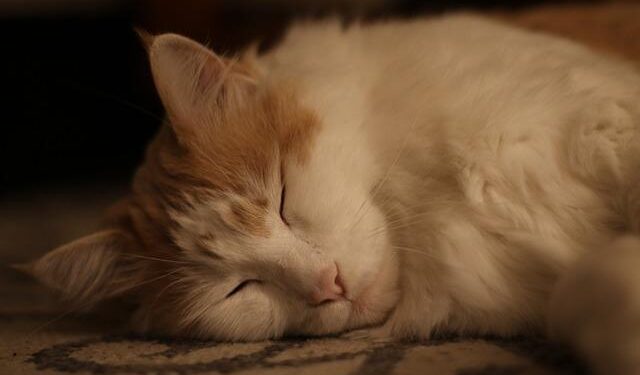 Jonathan Lehrer: Two Americans charged in death of Canadian entrepreneur – BBC