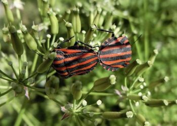 AC Milan Names Reals As Latin America Betting Partner – Ministry of Sport