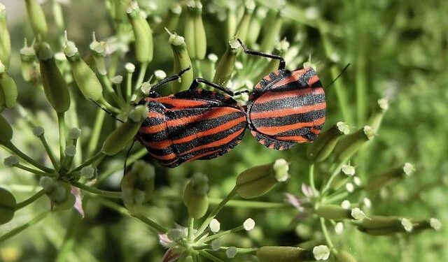 AC Milan Names Reals As Latin America Betting Partner – Ministry of Sport