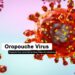 Oropouche virus disease – Pan American Health Organization (PAHO)