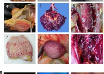 PAHO launches interactive dashboard to monitor avian influenza in the Americas – Jamaica Observer
