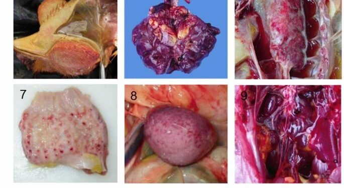 PAHO launches interactive dashboard to monitor avian influenza in the Americas – Jamaica Observer